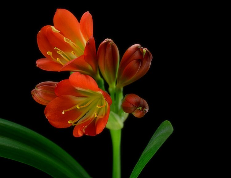 Ảnh đẹp hoa lan quân tử