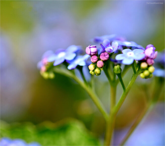 ảnh đẹp hoa Lưu Ly