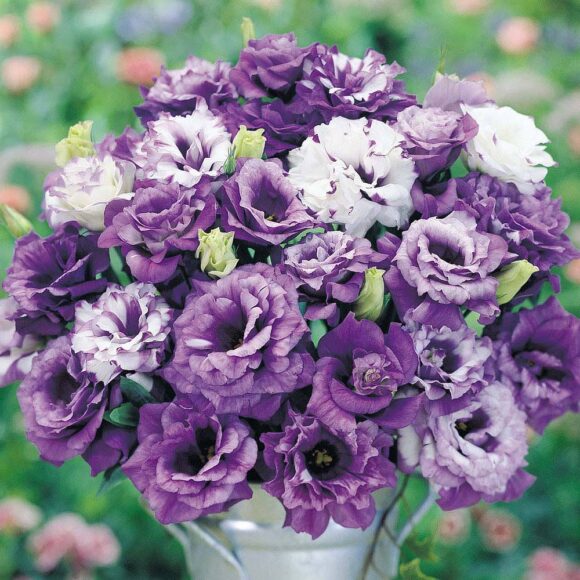 Ảnh hoa cát tường đẹp