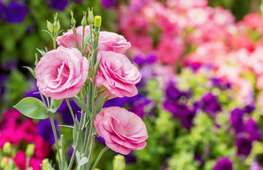 Ảnh hoa cát tường hồng