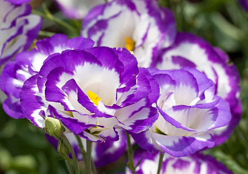 Ảnh hoa cát tường tím