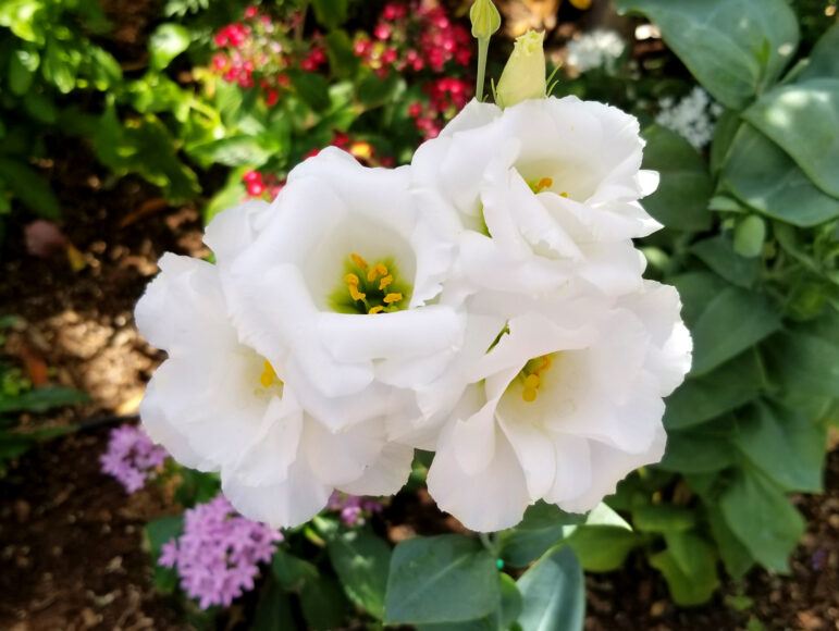 Ảnh hoa cát tường trắng