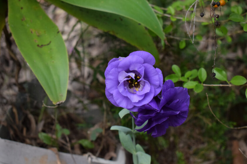 Ảnh hoa cát tường xanh