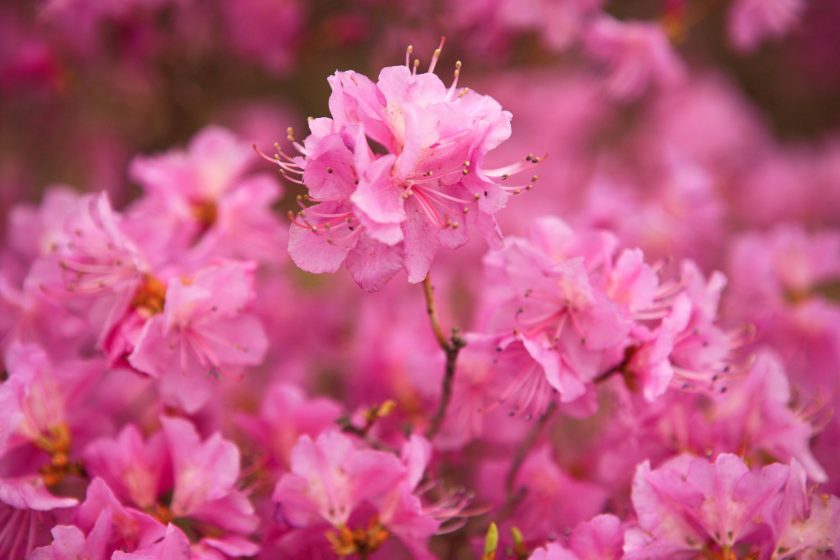 Ảnh hoa đỗ quyên