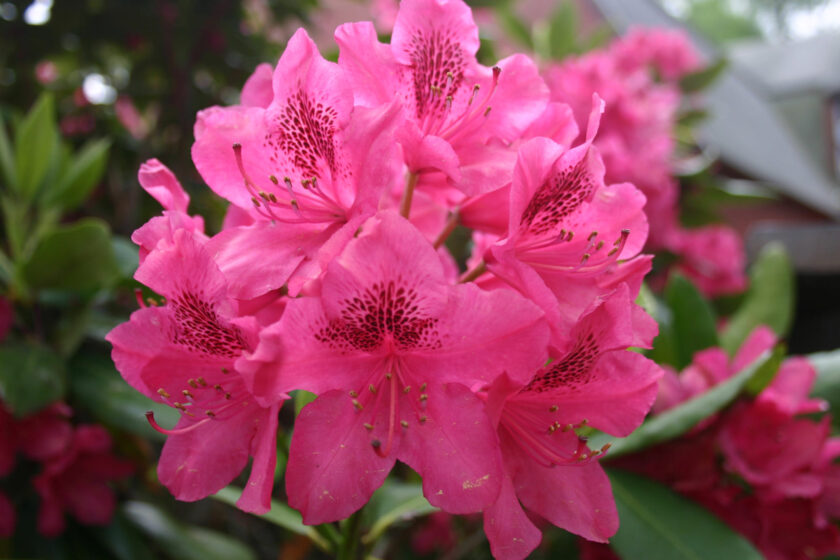 ảnh hoa đỗ quyên hồng làm hình nền máy tính