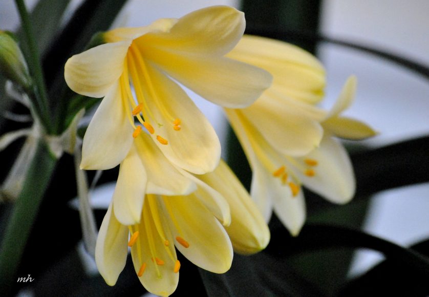 Ảnh hoa lan quân tử đẹp