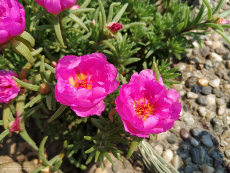 ảnh hoa mười giờ trong nắng