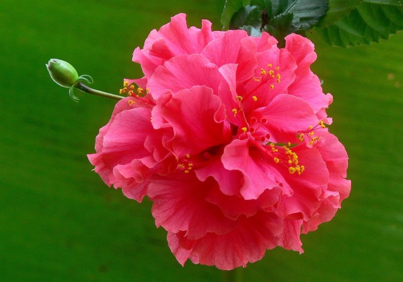 Ảnh hoa phù dung đẹp