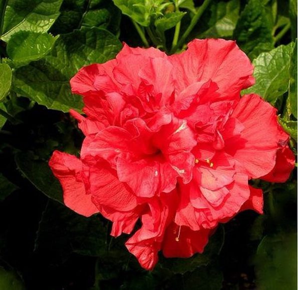 Ảnh hoa phù dung đỏ