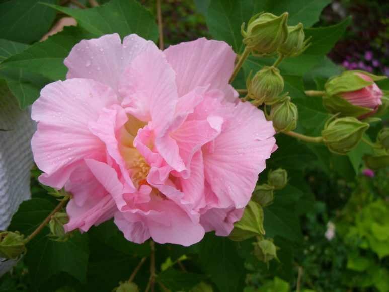 Ảnh hoa phù dung hồng phớt