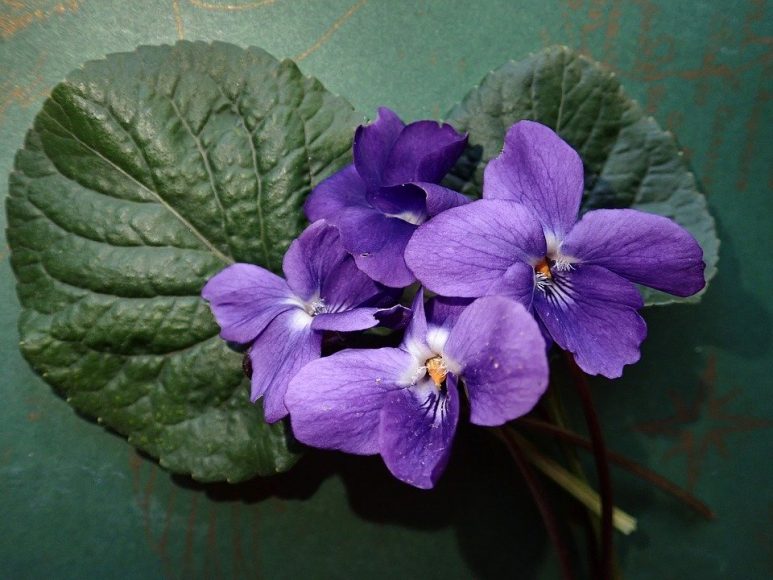 Ảnh hoa violet