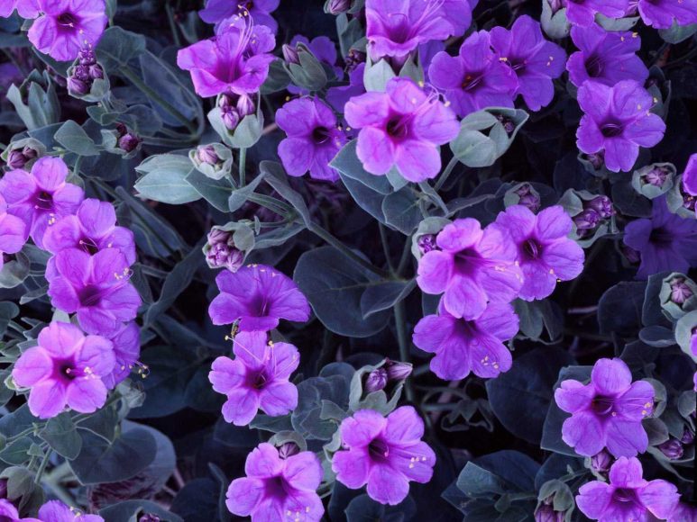 Ảnh hoa violet đẹp