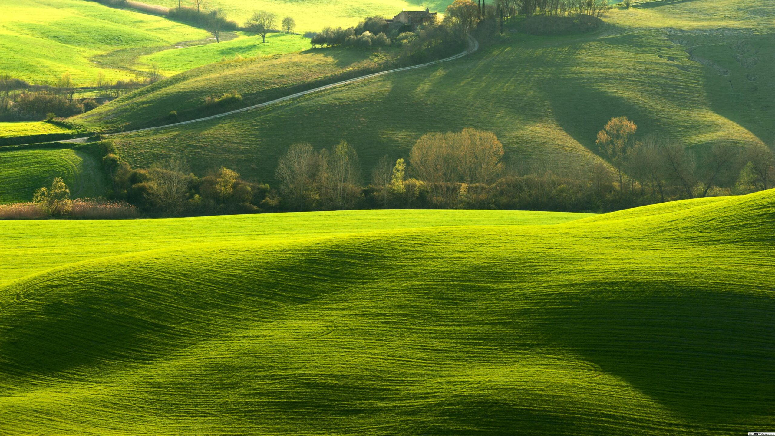 Top nhiều hơn 110 hình nền cánh đồng cỏ xanh siêu hot  POPPY