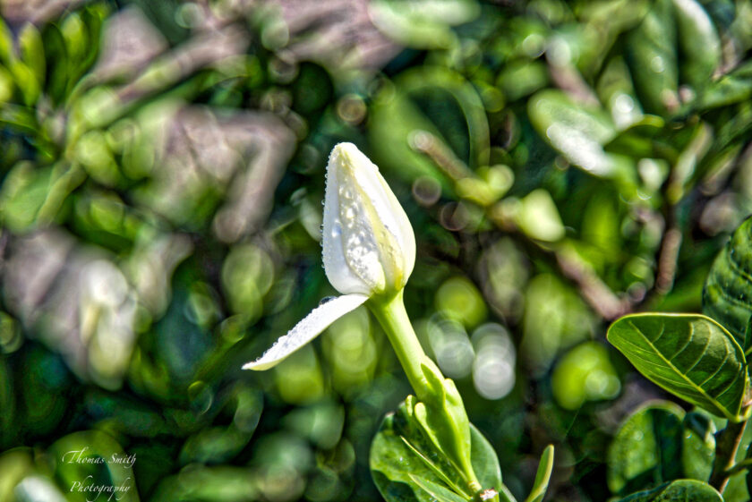 ảnh nụ hoa dành dành và sương sớm