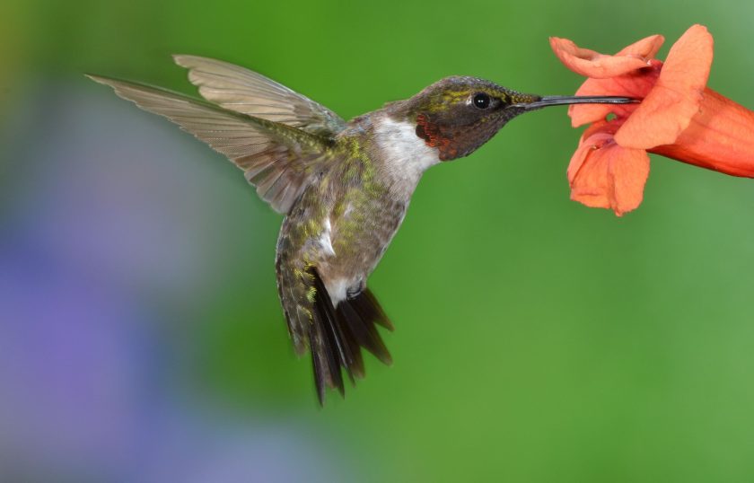 ảnh thiên nhiên buồn về chú chim hút mật