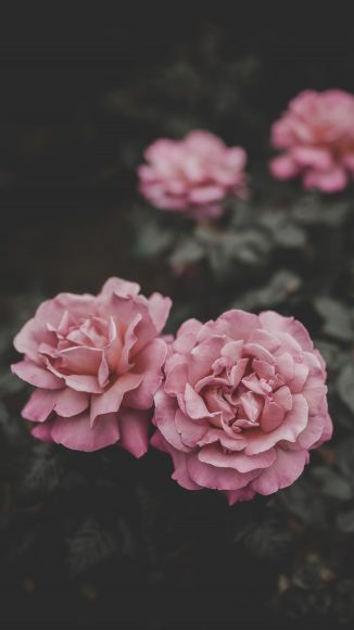 iphone wallpaper 4k flower Inspirational wallpaper iphone android Full HD Pinterest