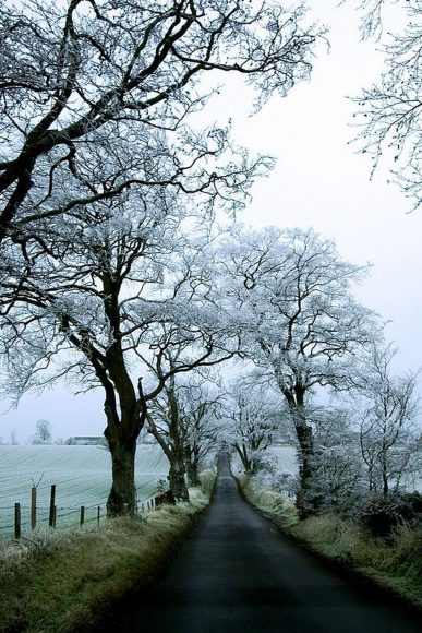 ảnh thiên nhiên buồn về rừng cây tuyết trắng