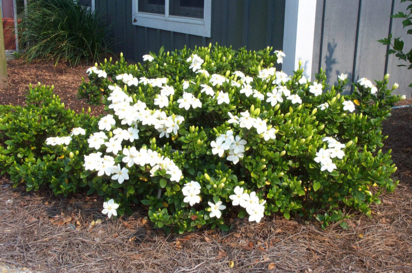 cây dành dành trong vườn