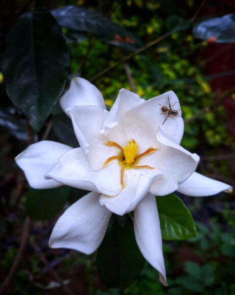 hình ảnh bông hoa dành dành và con ong