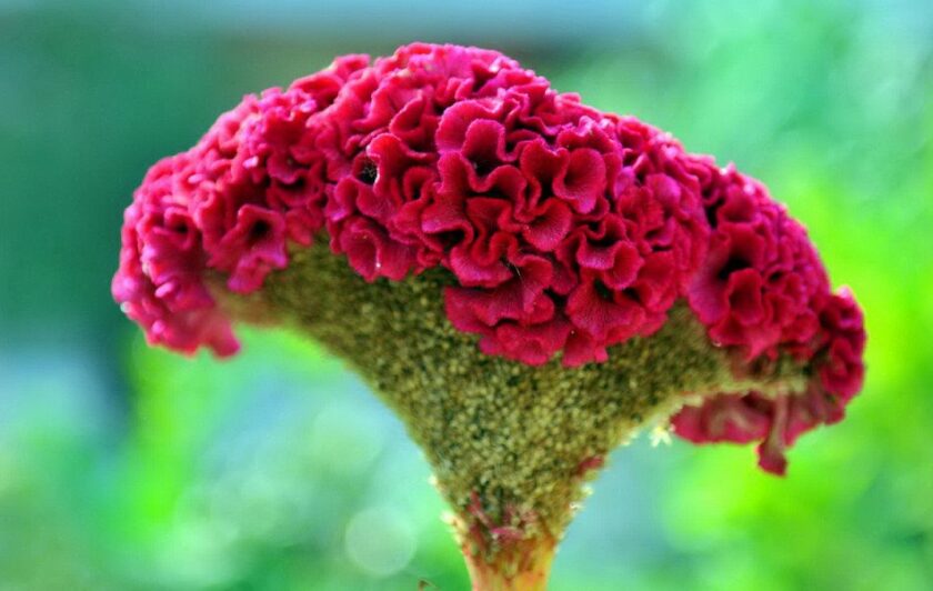 Hình ảnh bông hoa mào gà