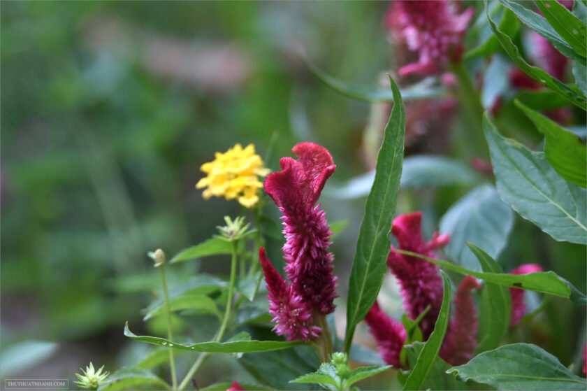 beautiful red maroon flowers in bloom