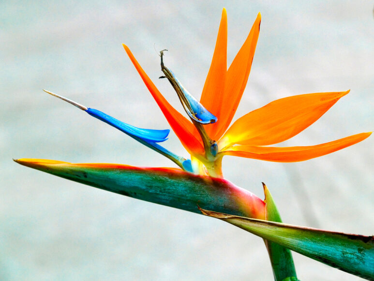 Hình ảnh bông hoa thiên điểu