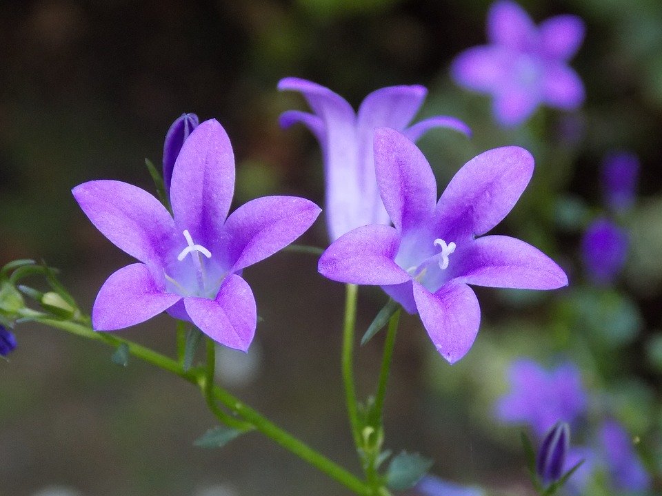 Hình ảnh, ý nghĩa hoa Violet - Sự rụt rè, thuỷ chung