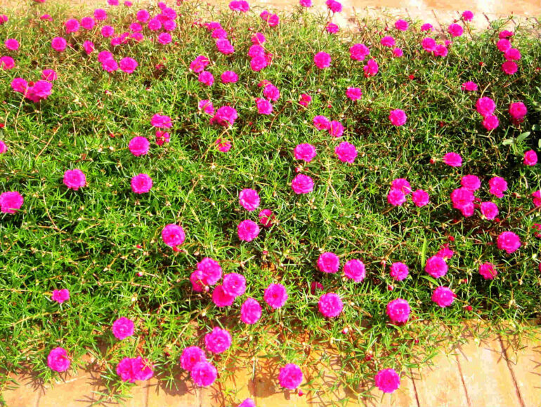 Hình ảnh bụi hoa mười giờ