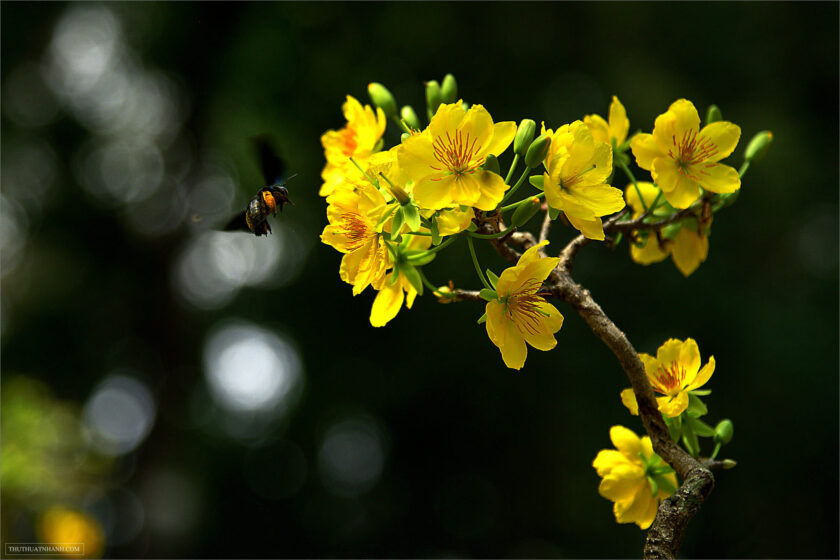 hình ảnh cành hoa mai và ong mật