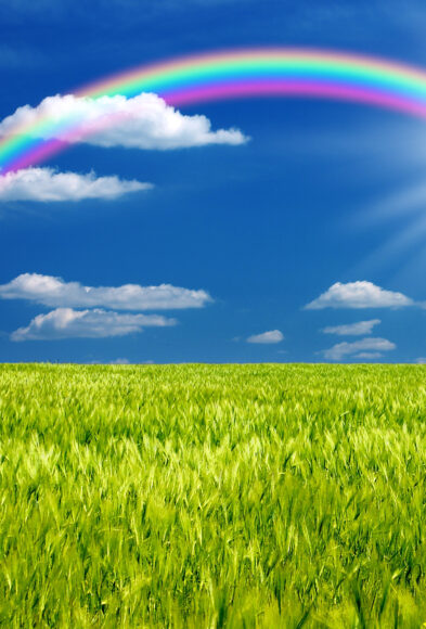 Hình ảnh cầu vồng và cánh đồng xanh mướt