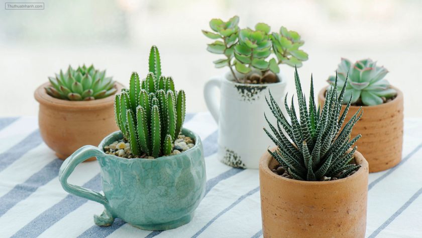 hình ảnh cây cảnh đẹp