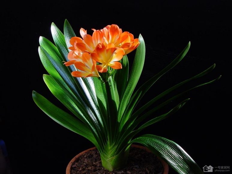 Hình ảnh cây hoa lan quân tử