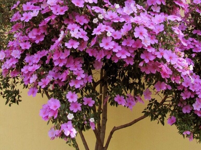 Hình ảnh cây hoa nhài Nhật