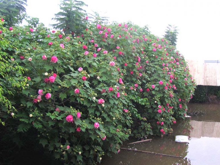 Hình ảnh cây hoa phù dung