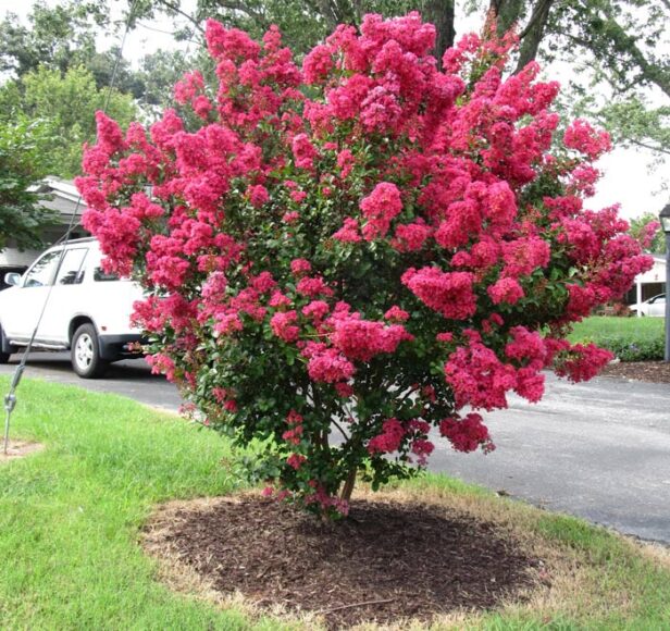 Hình ảnh cây tường vi