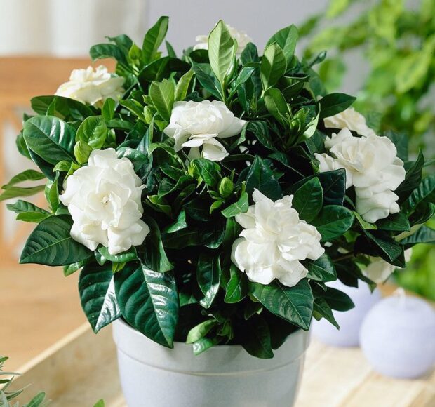 Hình ảnh chậu hoa dành dành