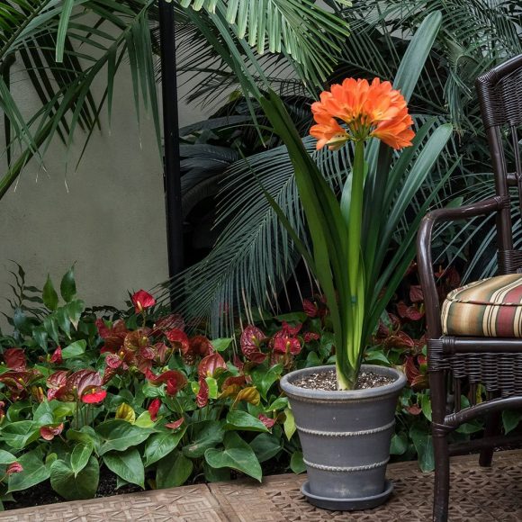 Hình ảnh chậu hoa lan quân tử