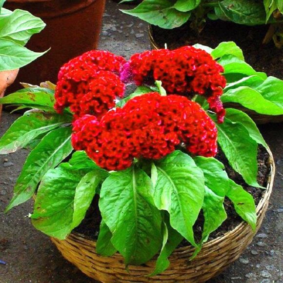 Hình ảnh chậu hoa mào gà