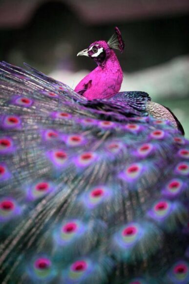 Hình ảnh chim công đẹp nhất thế giới