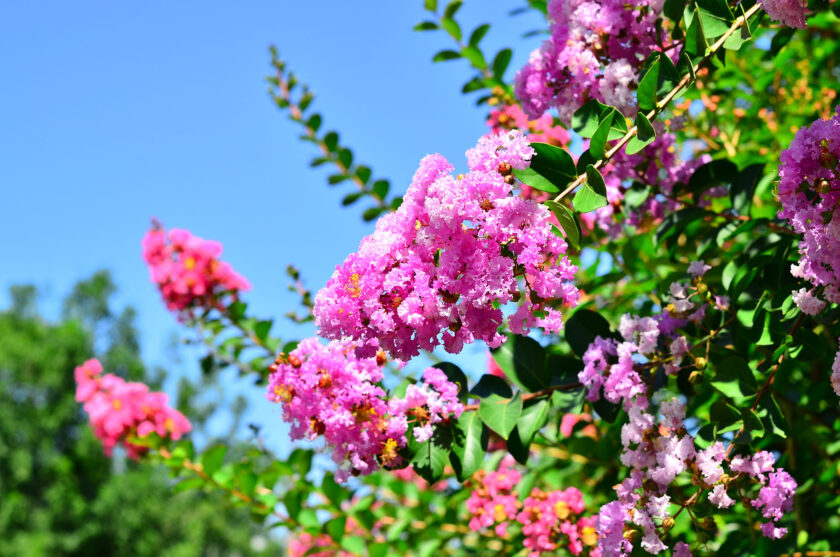 hình ảnh chùm hoa bằng lăng màu hồng dưới nắng