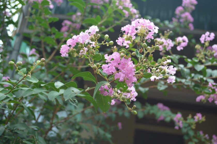 Hình ảnh chùm hoa tường vi