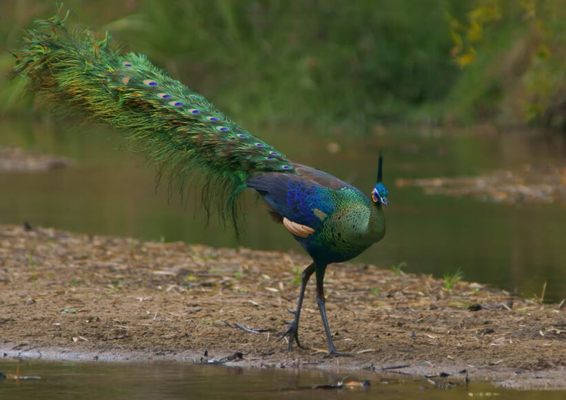 hình ảnh con công đực