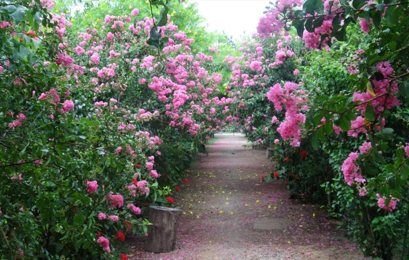 Hình ảnh con đường hoa tường vi