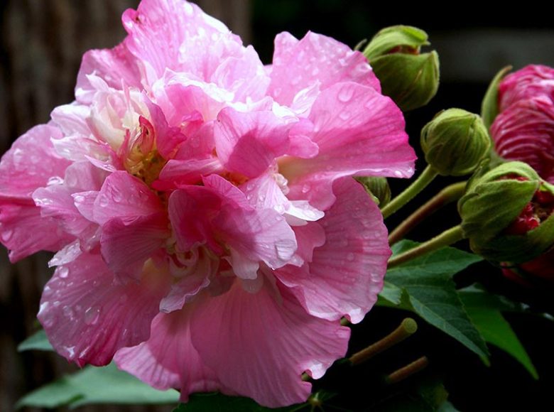 Hình ảnh đẹp của hoa phù dung