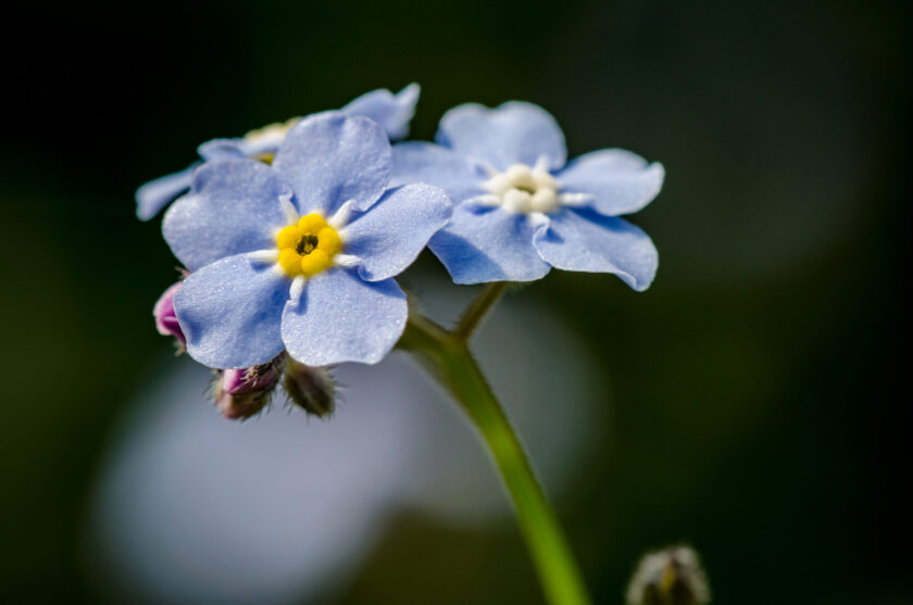forget-me-not