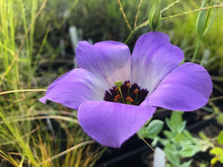 Hình ảnh hoa cát tường nở rộ