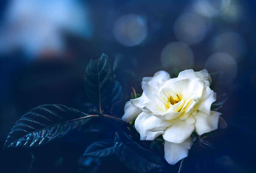 hình ảnh hoa dành dành làm hình nền tuyệt đẹp