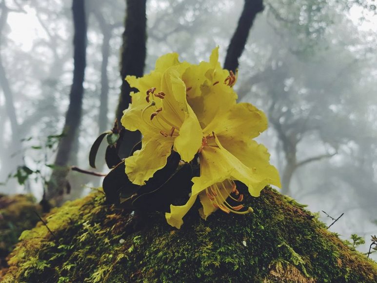 HÌnh ảnh hoa đỗ quyên vàng đẹp