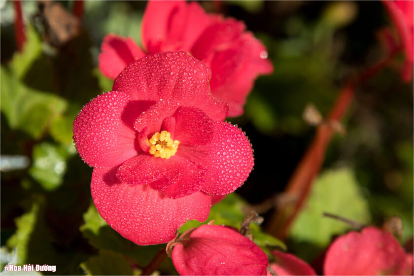 hình ảnh hoa hải đường tuyệt đẹp