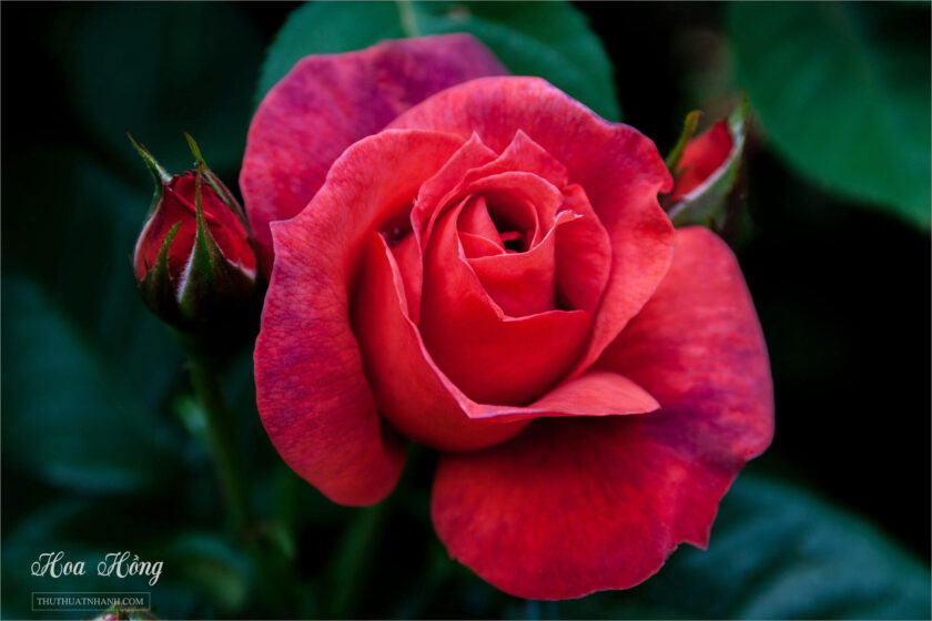 hình ảnh hoa hồng đẹp nhất